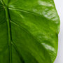 Groot blad van de olifantsoor